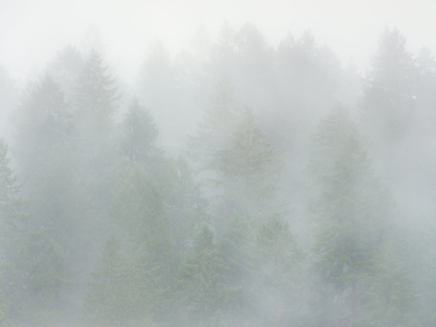 Evergreen Trees in Fog