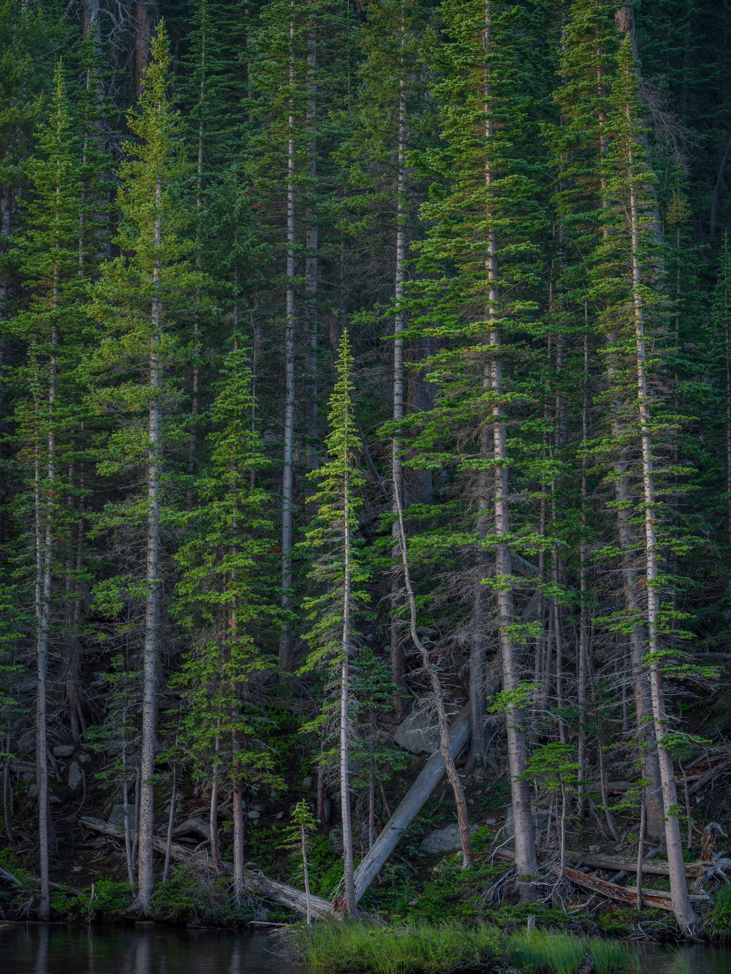 Evergreens in Early Morning Light