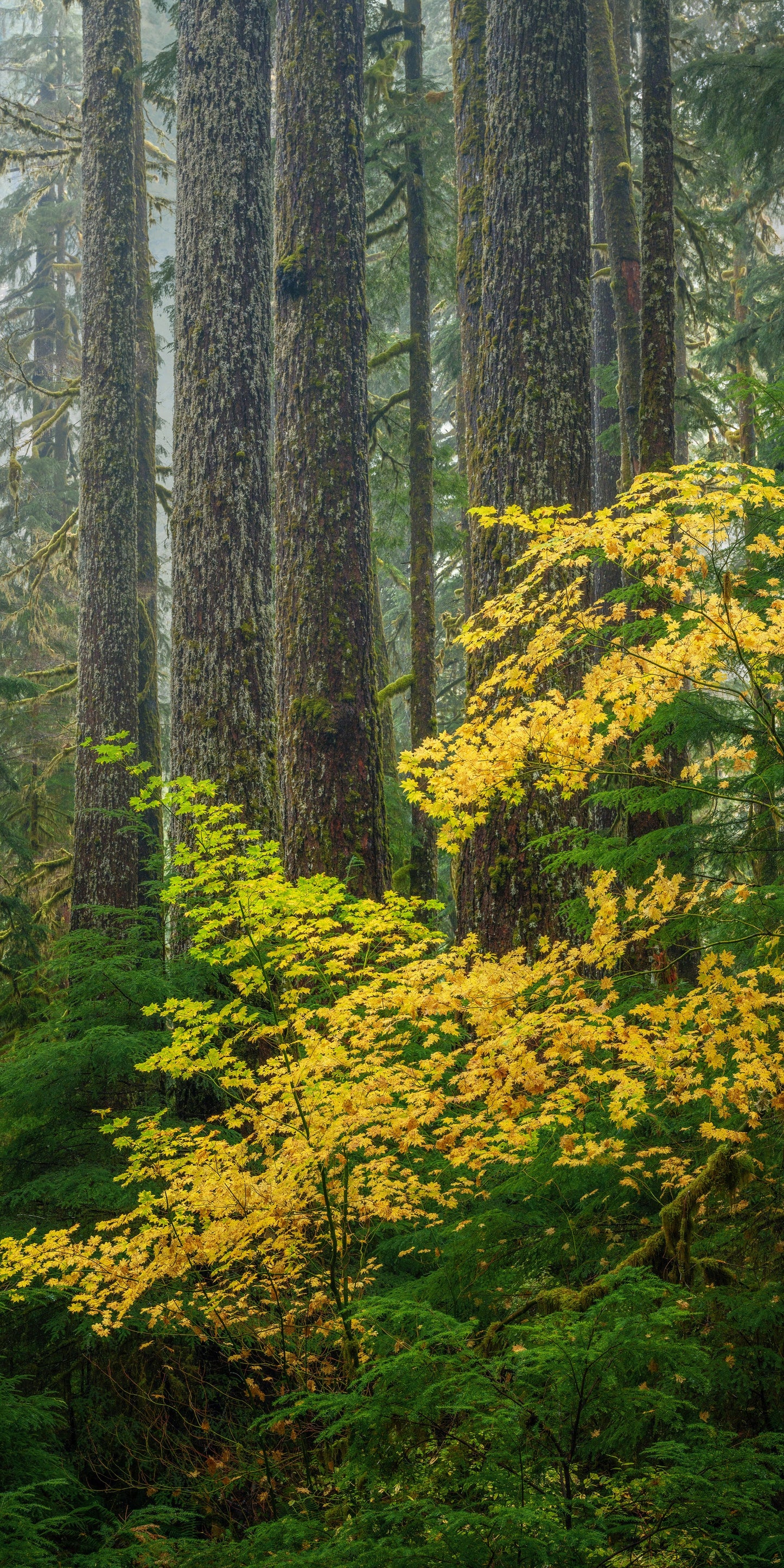 Golden Vine Maple and Rainforest 02