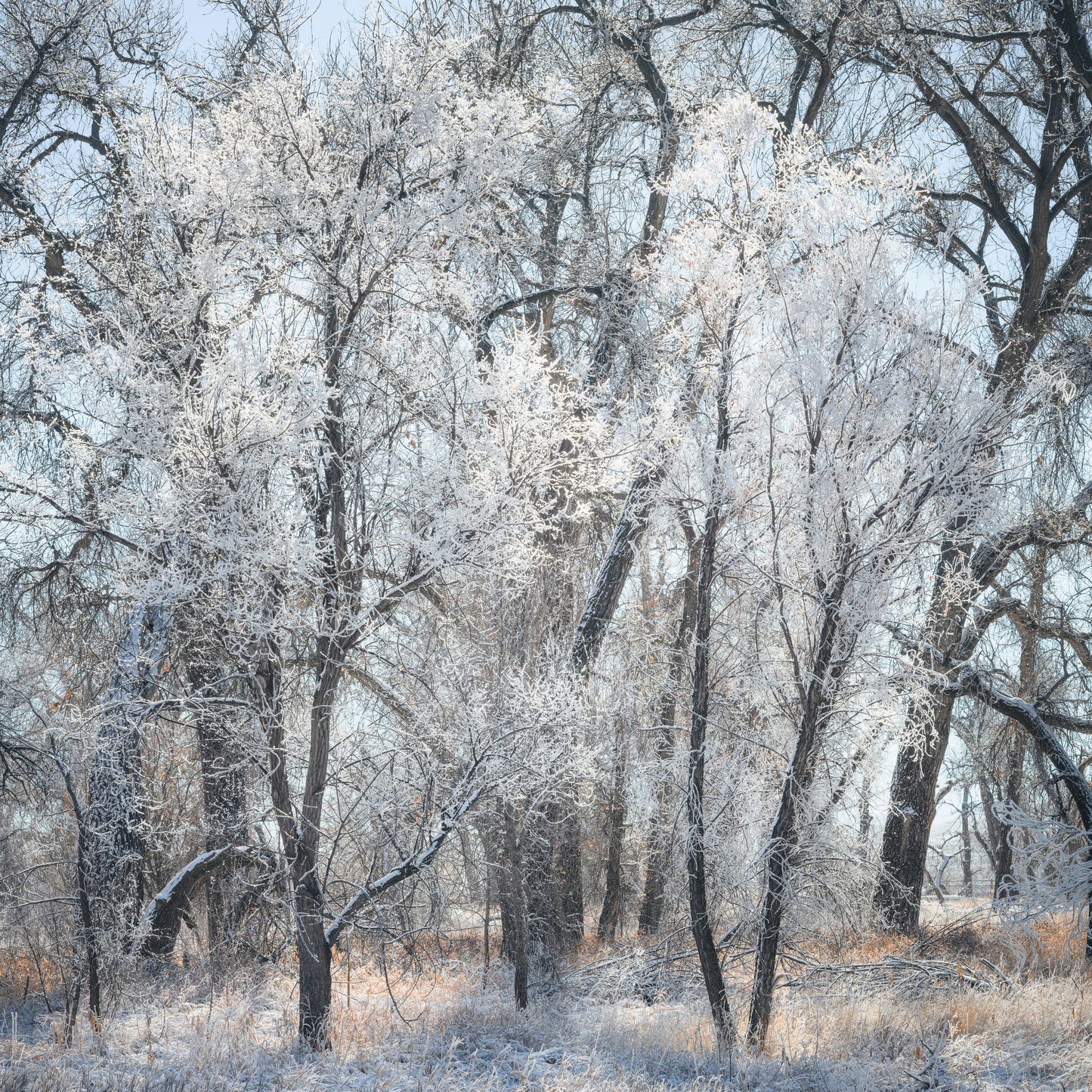Poudre River Trail Winter
