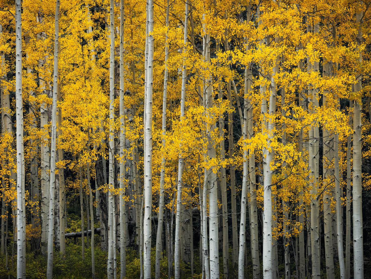 Purgatory Aspens