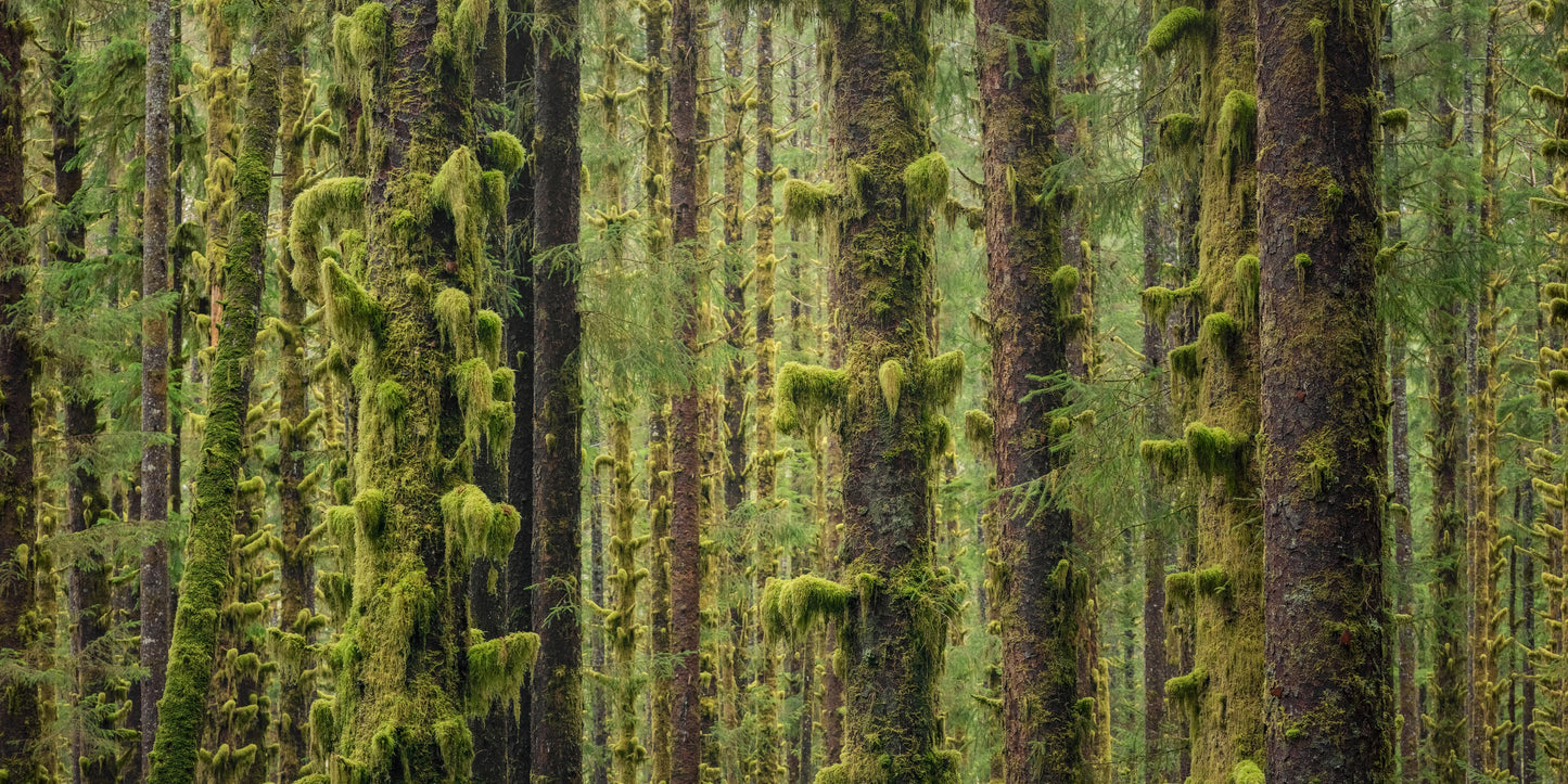 Sitka Spruce Forest