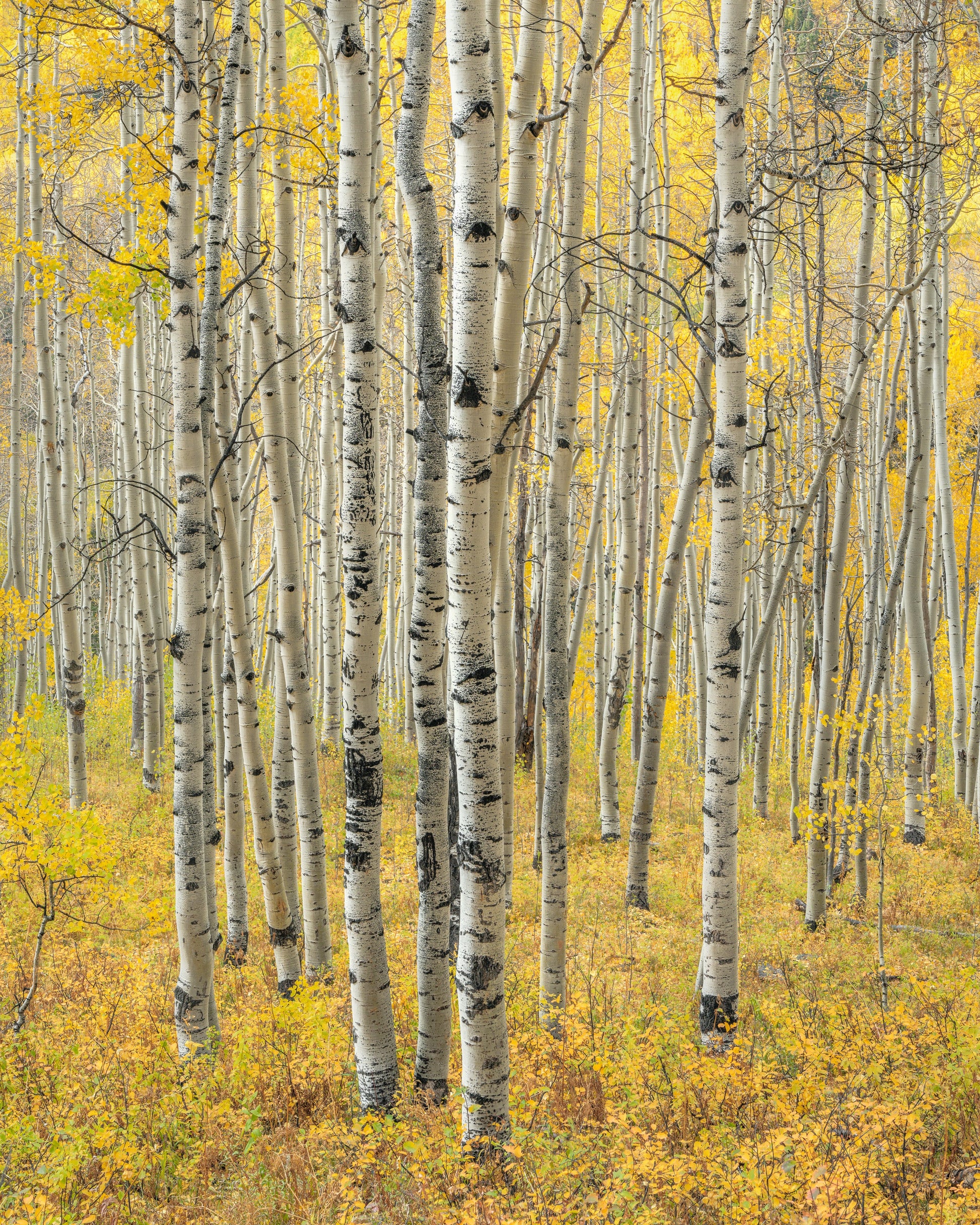 Aspen Grove Ohio Pass