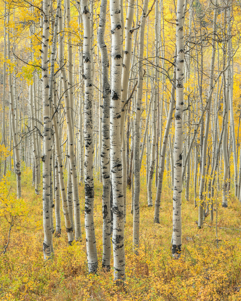 Aspen Grove Ohio Pass