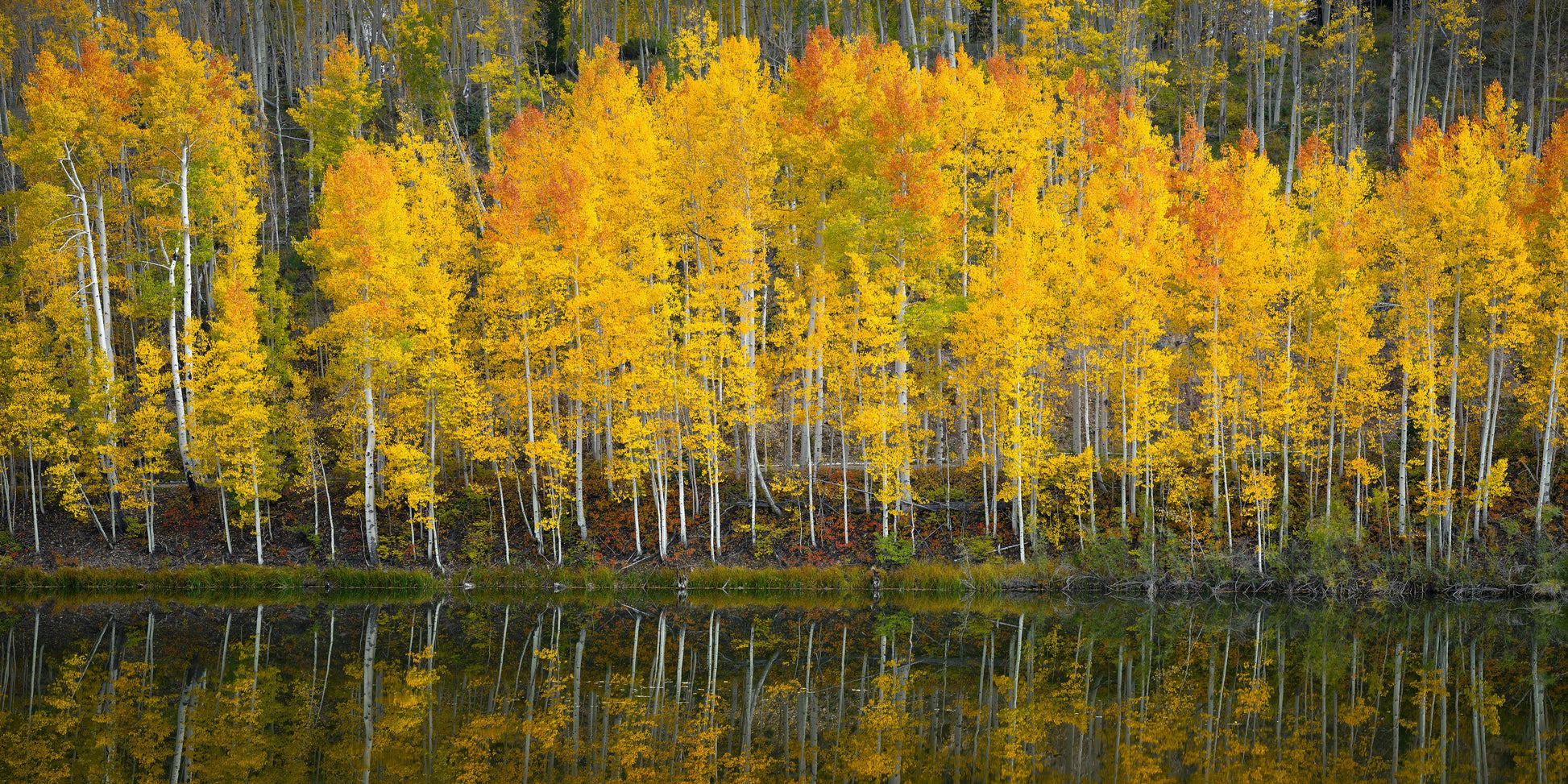 Aspen Grove in Peak Fall Color Reflecting in Pond (Panorama)