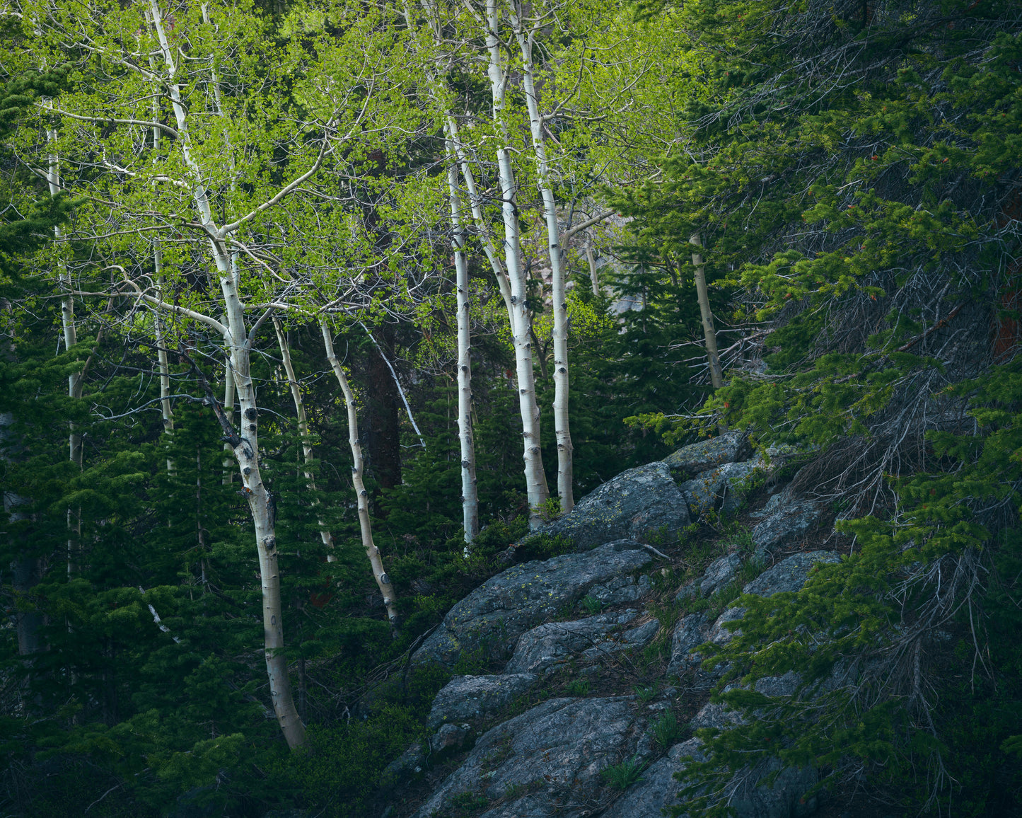 Aspen Trees at Dusk