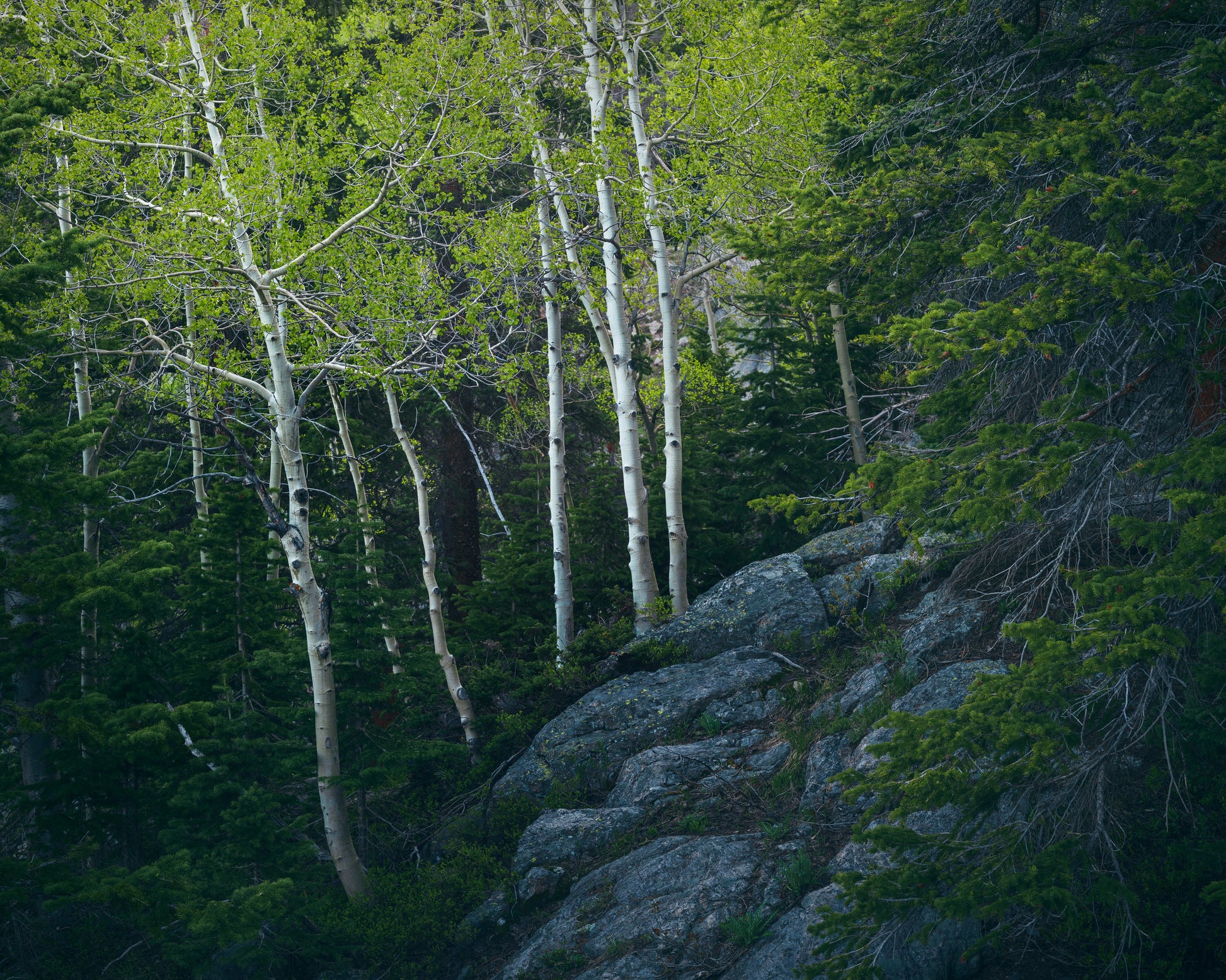 Aspen Trees at Dusk