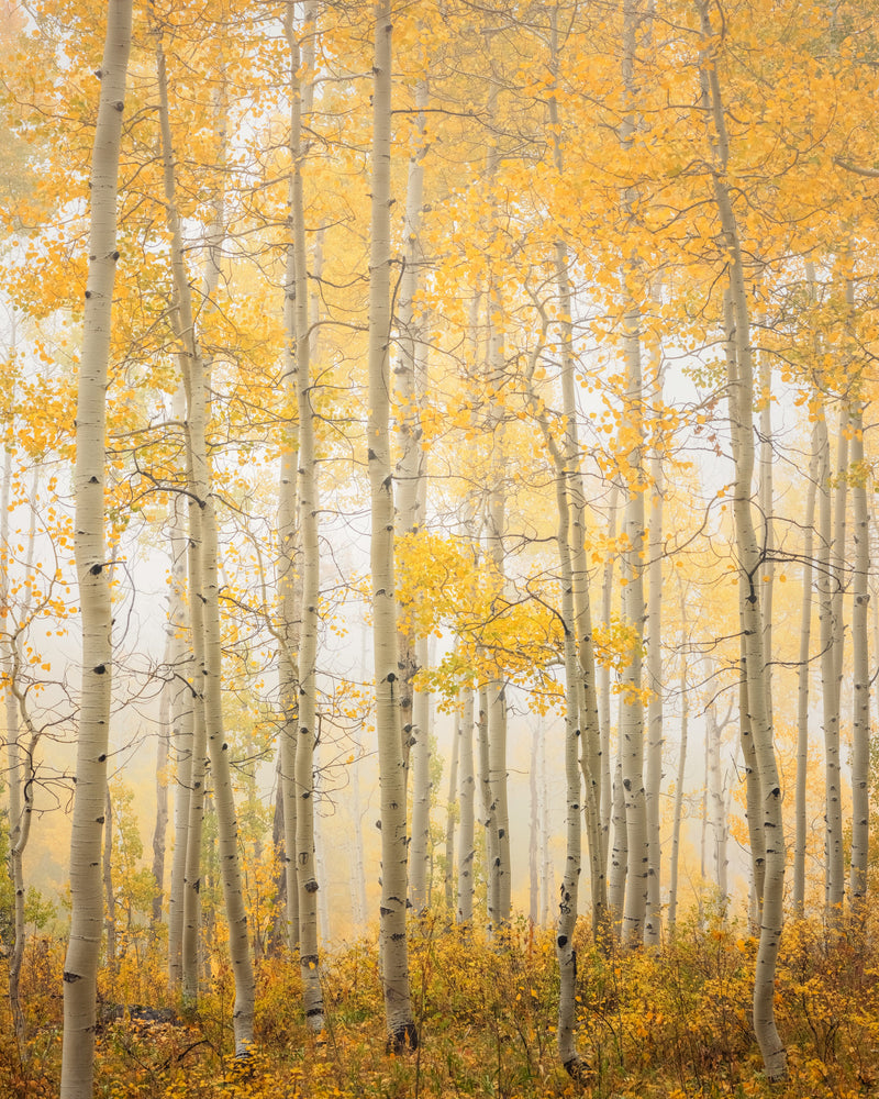 Aspen Trees in Fog