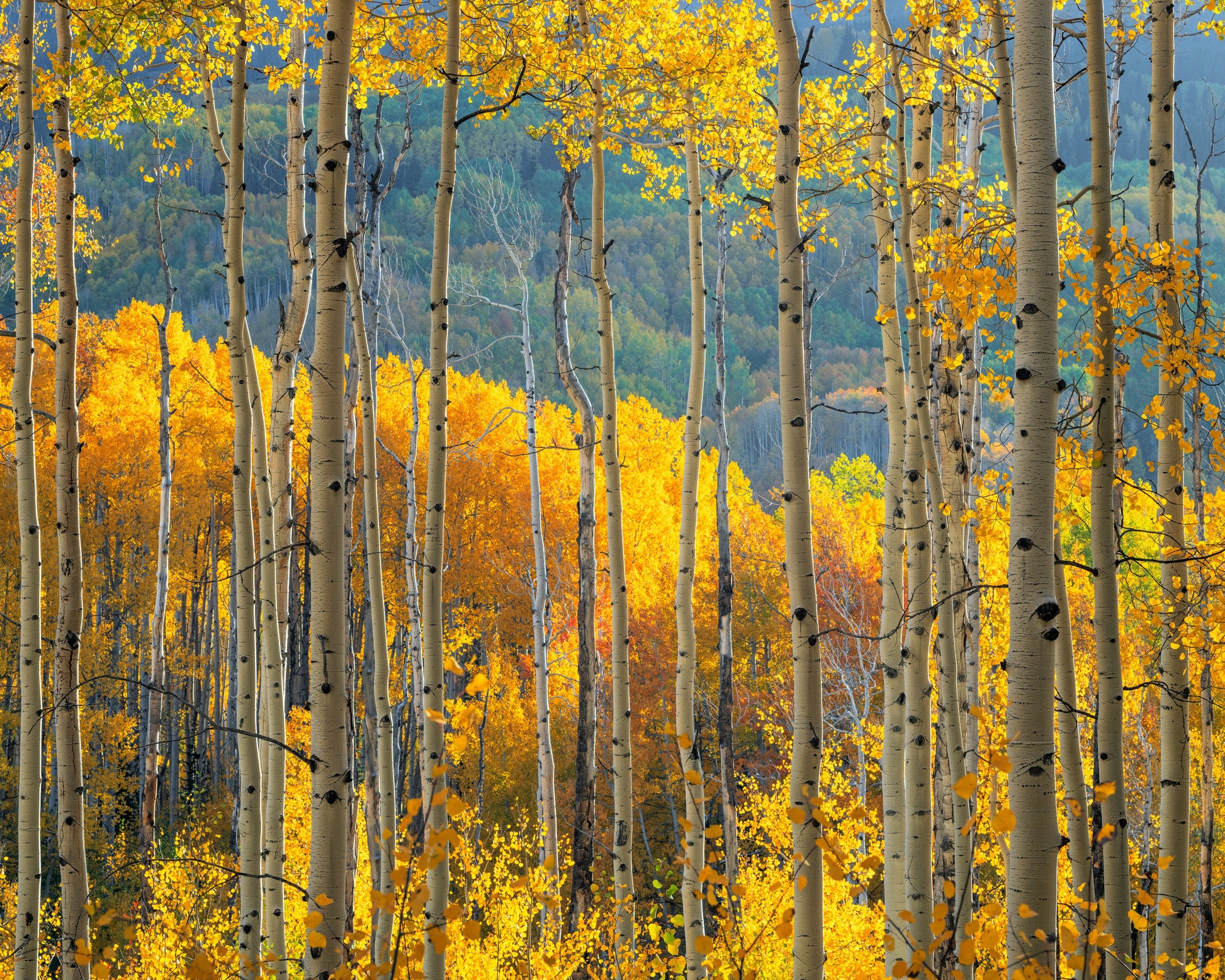 Aspen Trees Ohio Pass