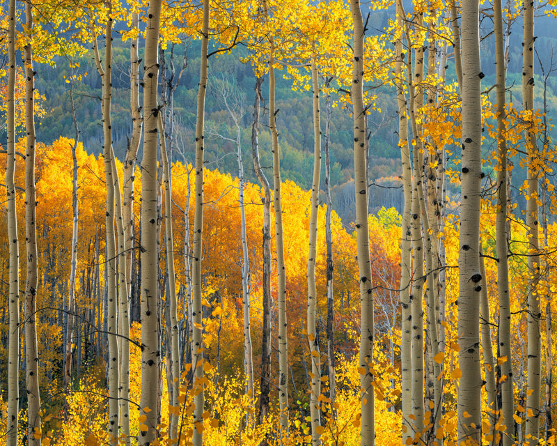 Aspen Trees Ohio Pass