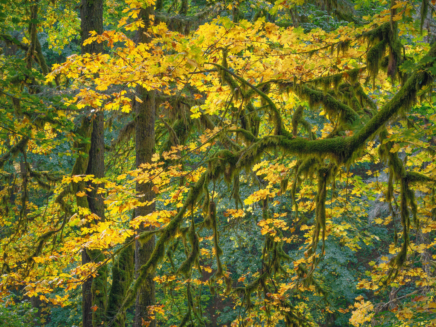 Big Leaf Maple Abstract