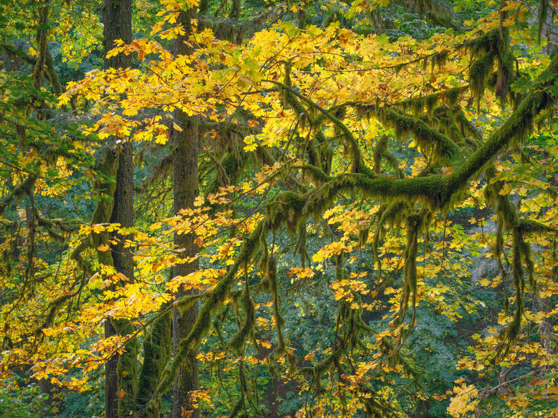 Big Leaf Maple Abstract