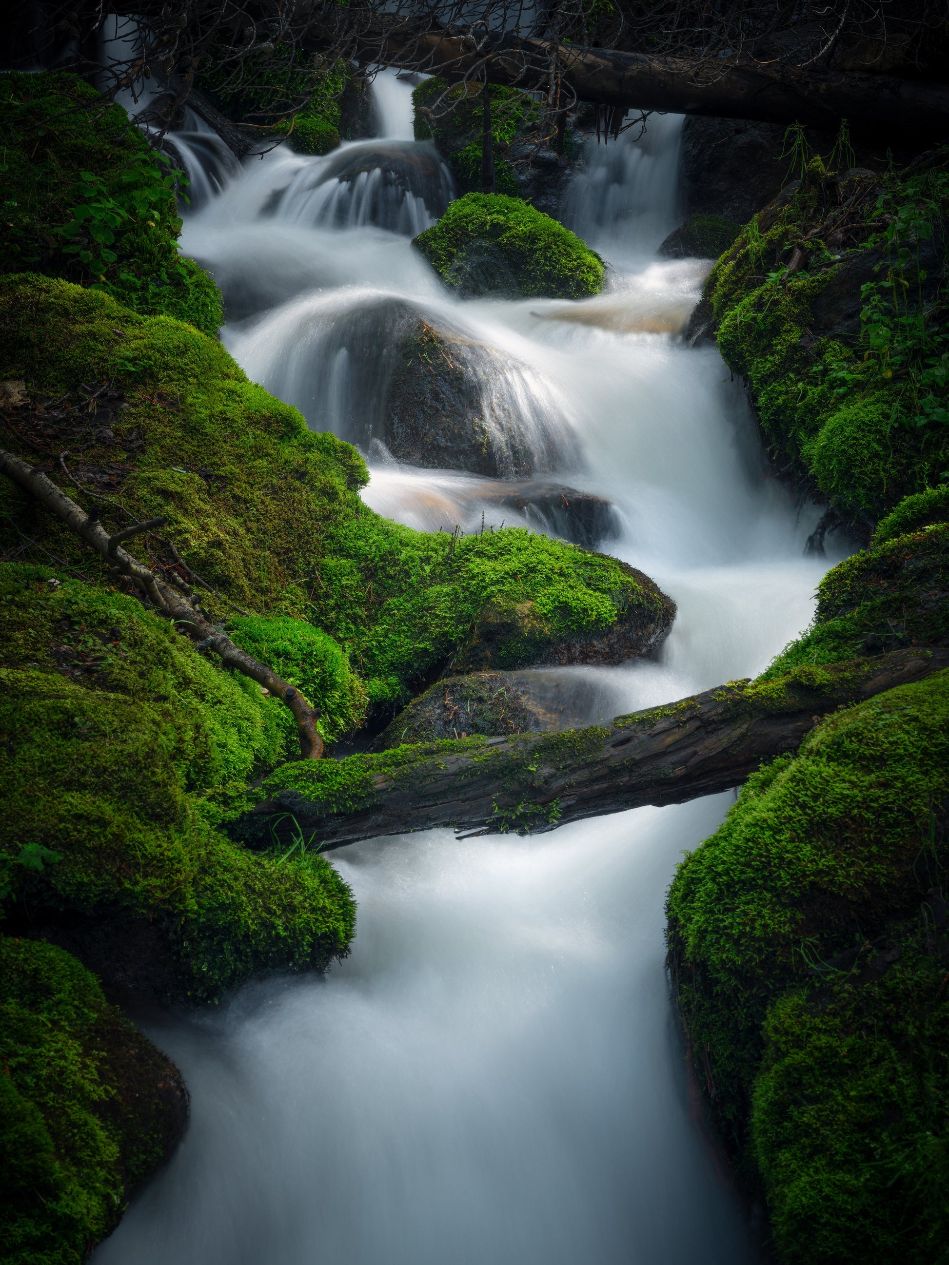 Brook and Moss