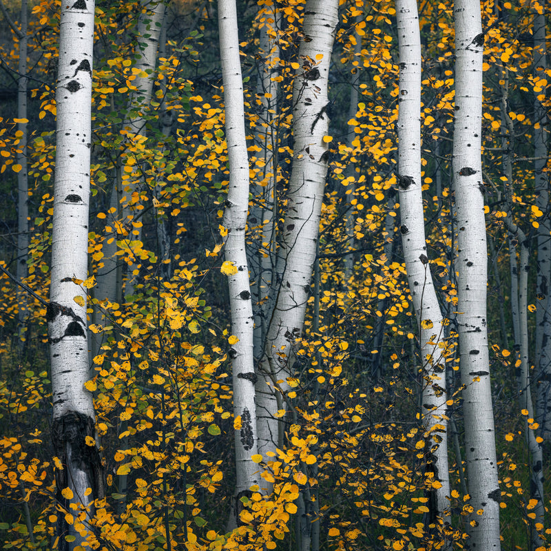 Buckhorn Canyon Aspens