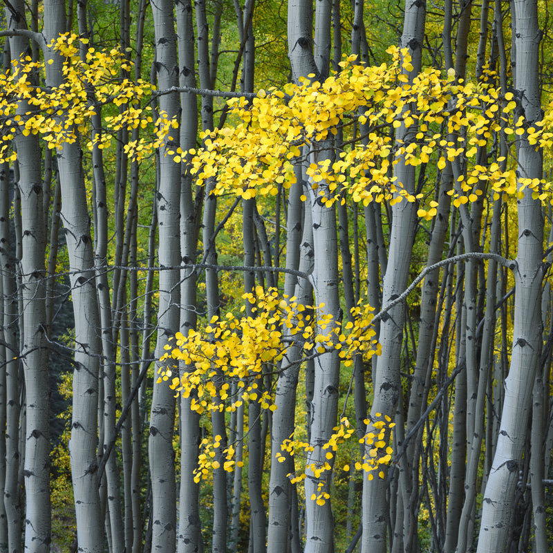 Close-up of Aspen Trees in the Shade