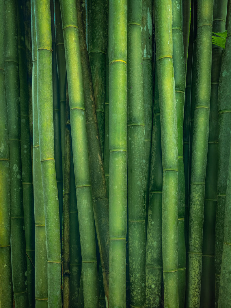 Cloud Forest Bamboo
