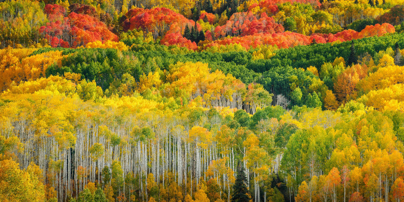 Colorado Fall Colors