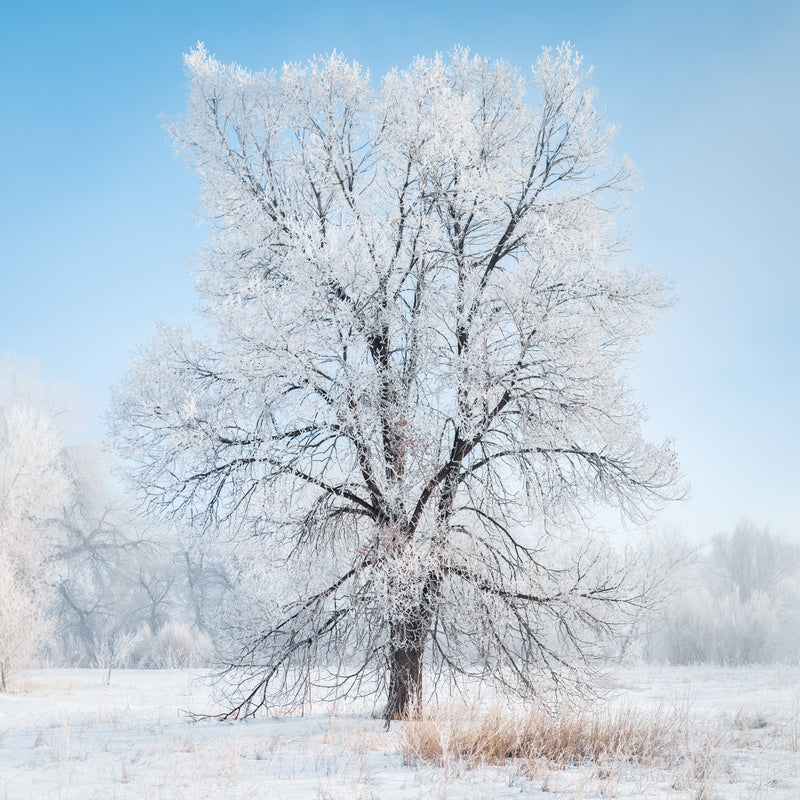 Cottonwood Hoarfrost