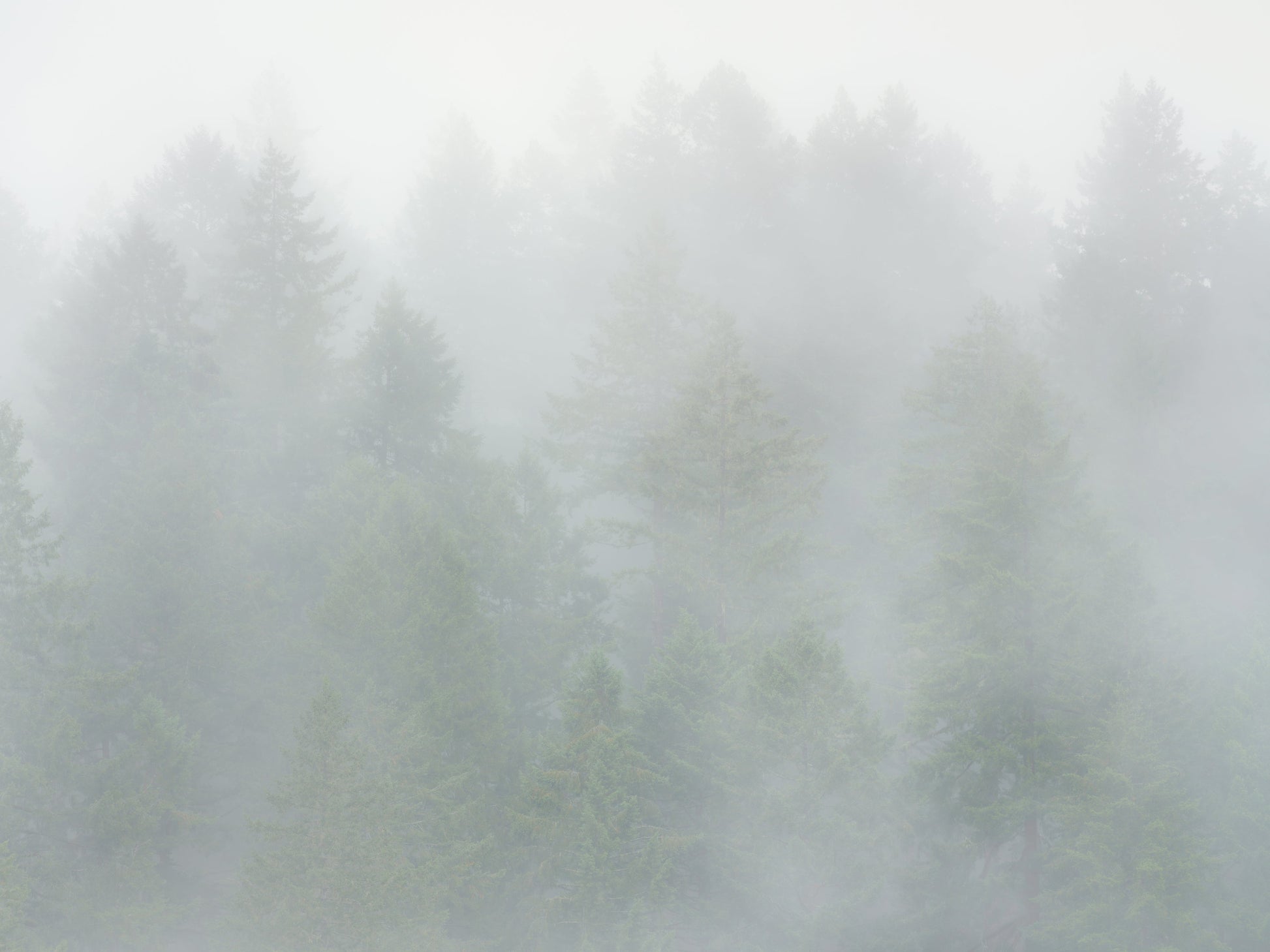 Evergreen Trees in Fog