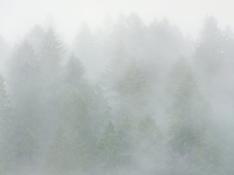 Evergreen Trees in Fog