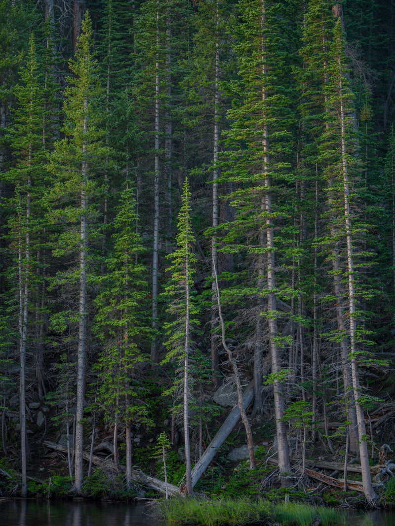 Evergreens in Early Morning Light