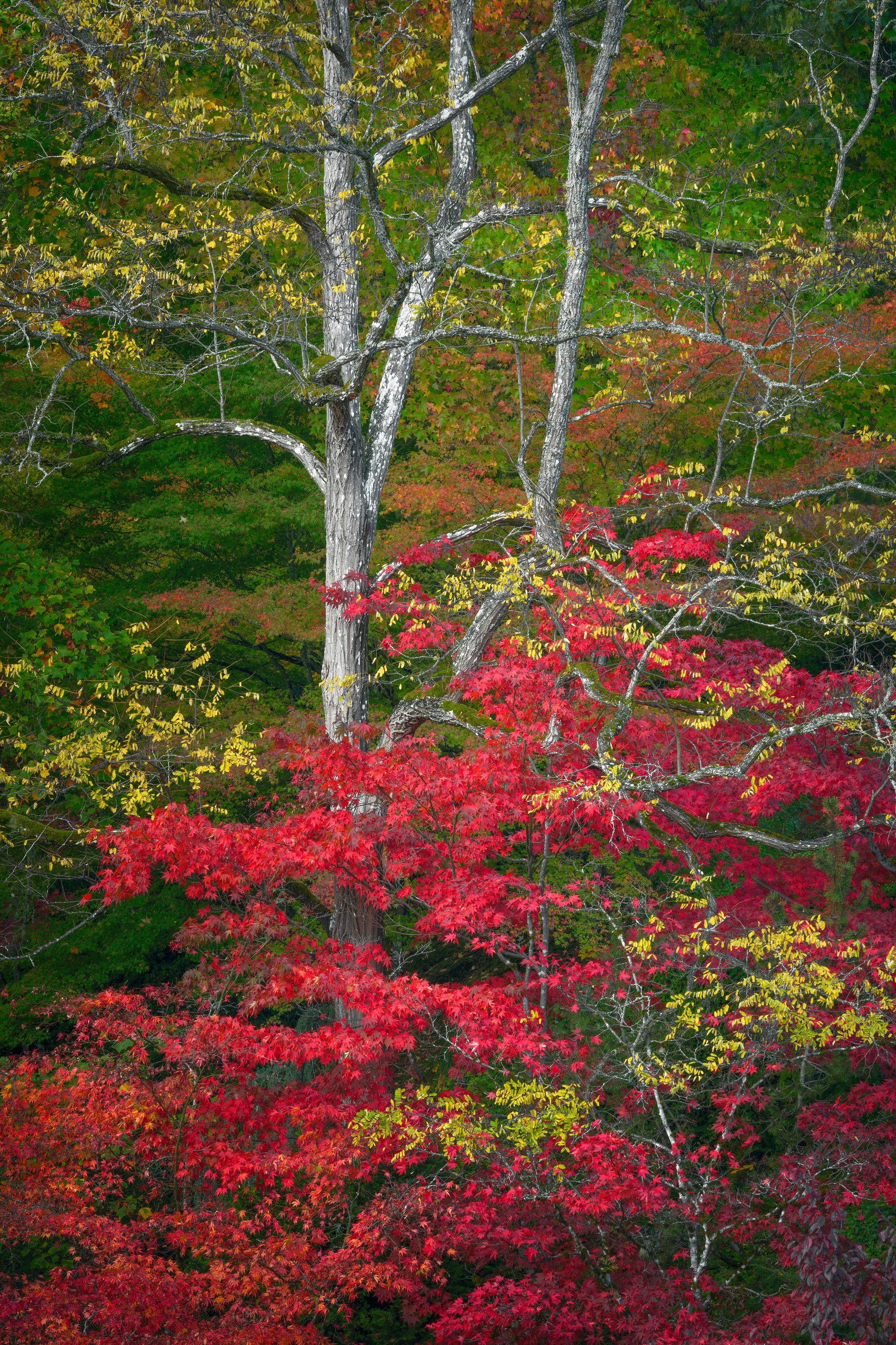 Fall Colors Vancouver Island
