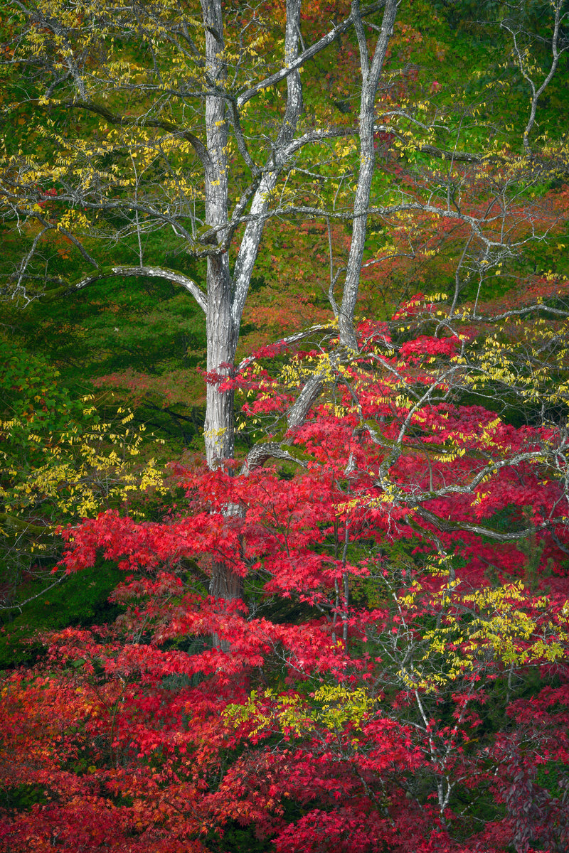 Fall Colors Vancouver Island