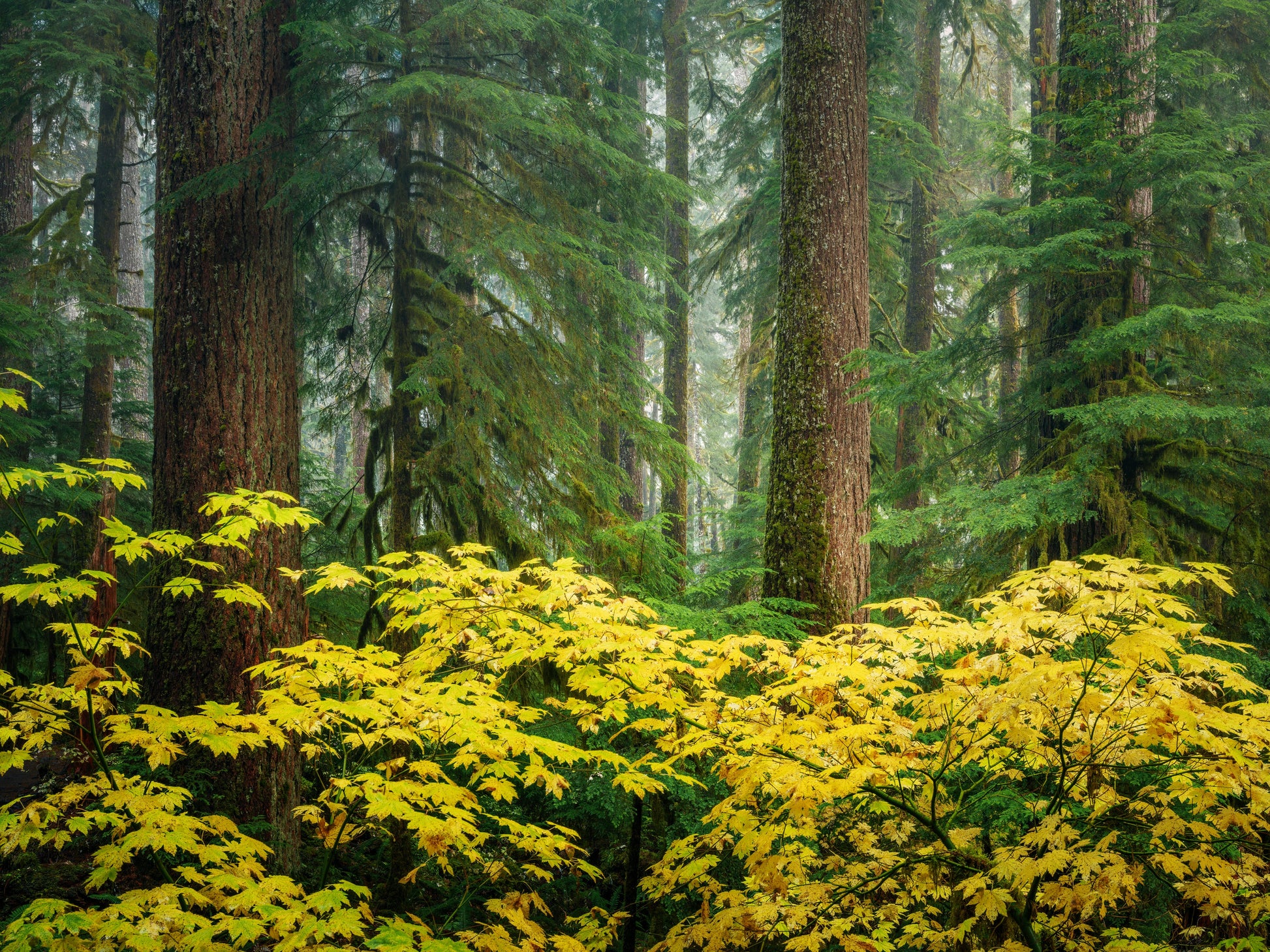 Golden Vine Maple and Rainforest 01
