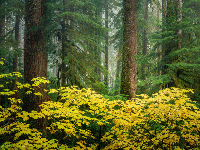 Golden Vine Maple and Rainforest 01