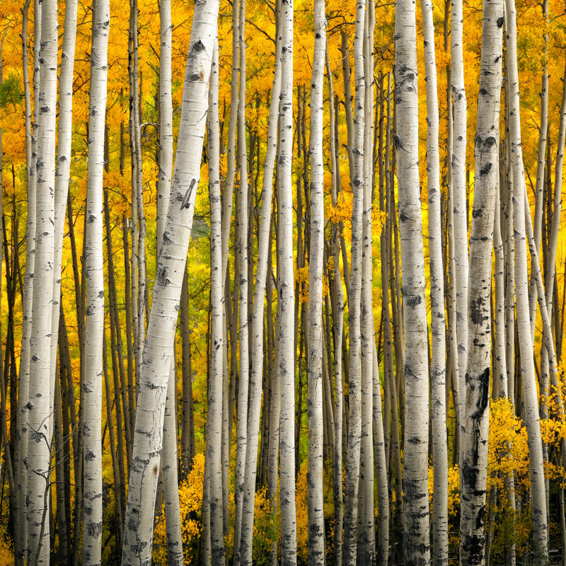 Grove of Mature Aspen Trees in Autumn