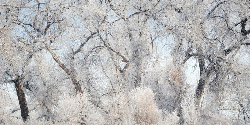 Hoarfrost Panorama