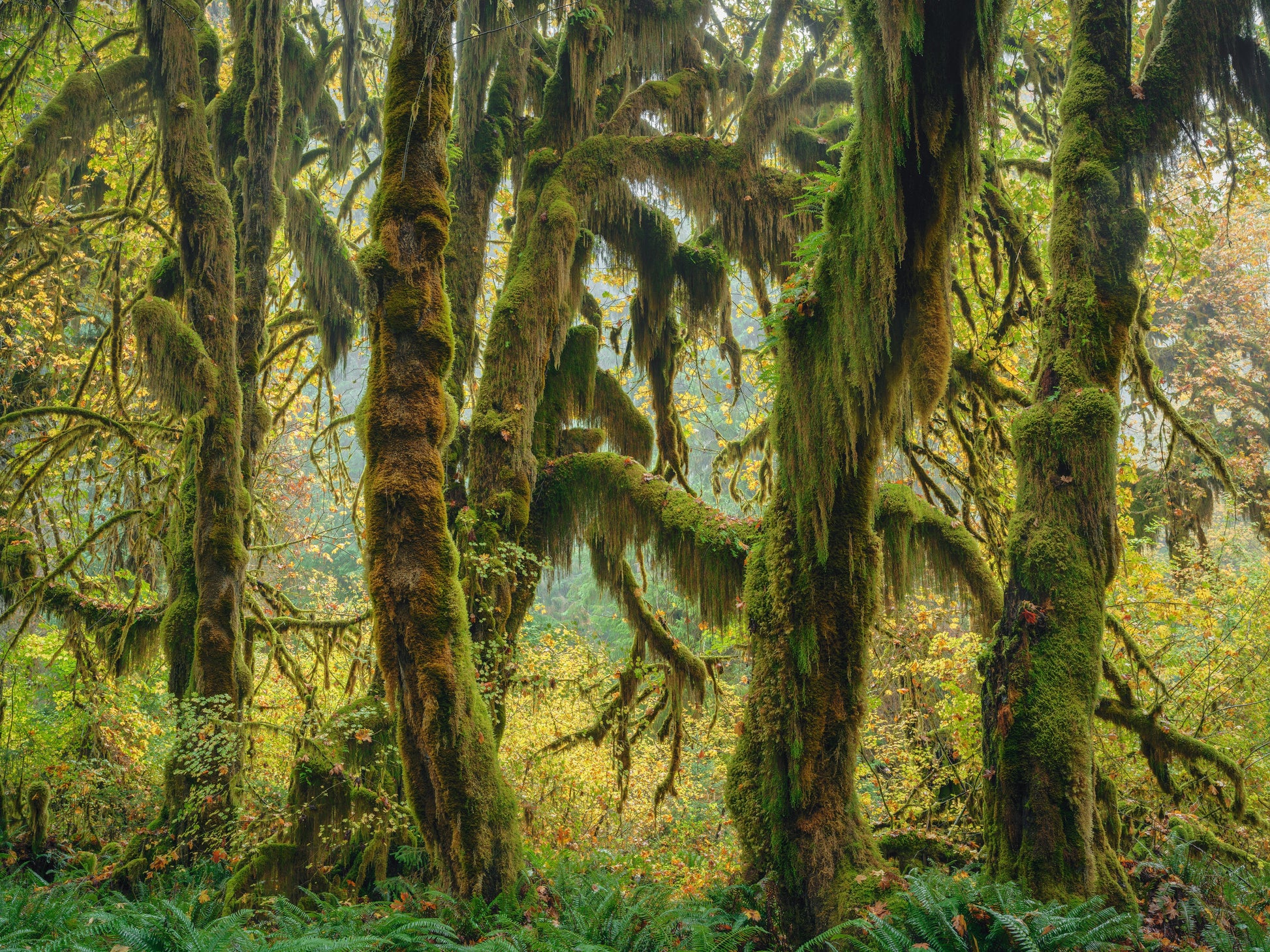 Hoh Rainforest