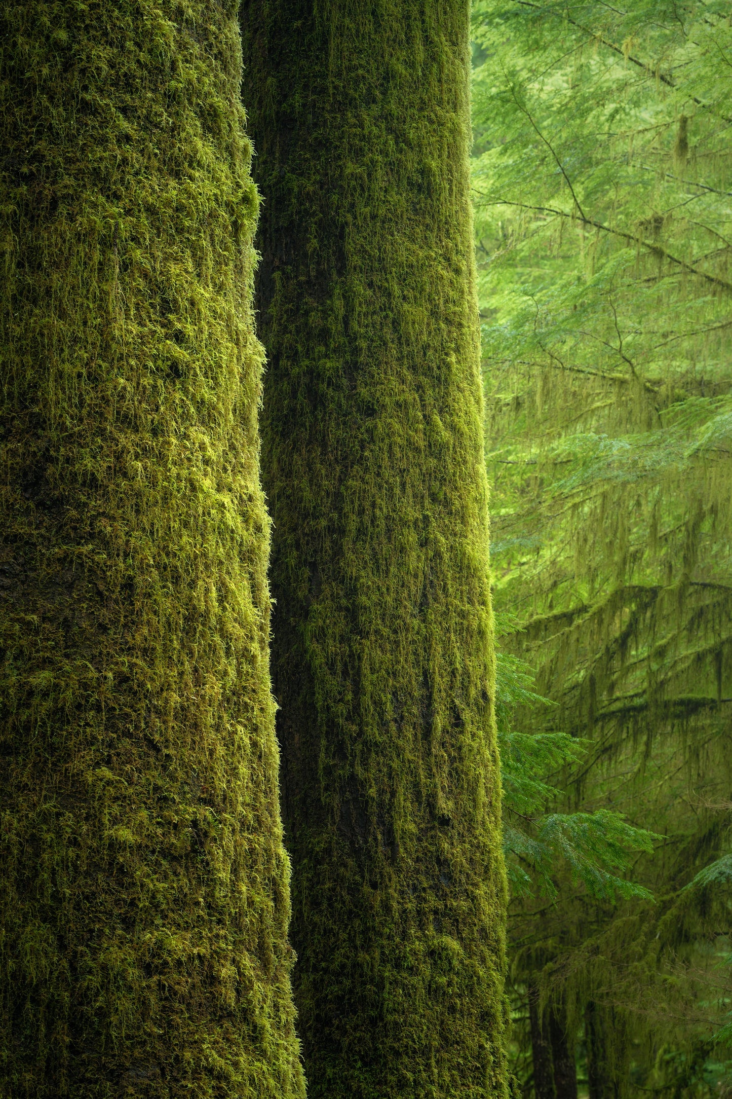 Moss-Covered Trunks