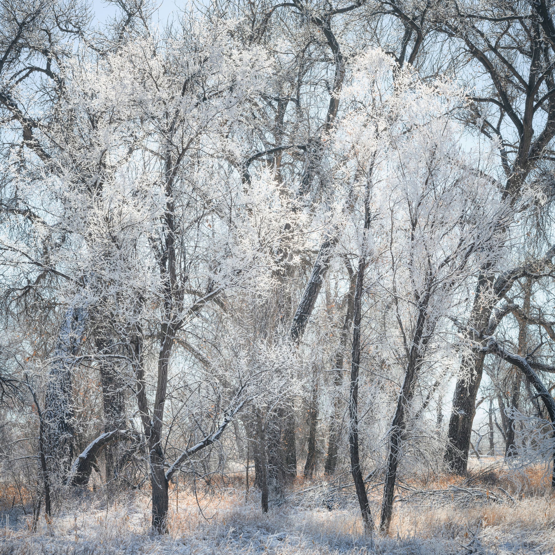 Poudre River Trail Winter