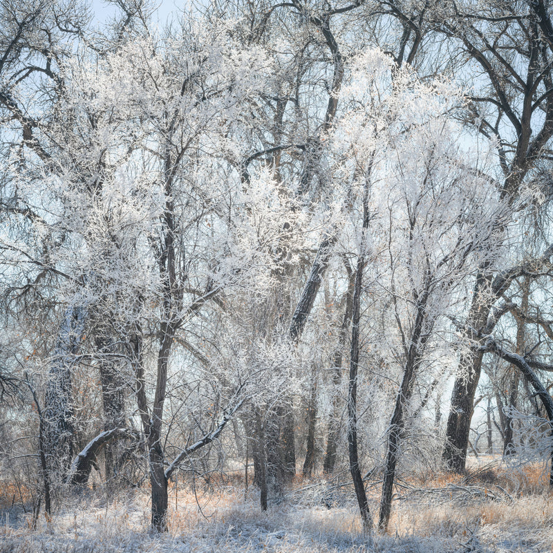 Poudre River Trail Winter
