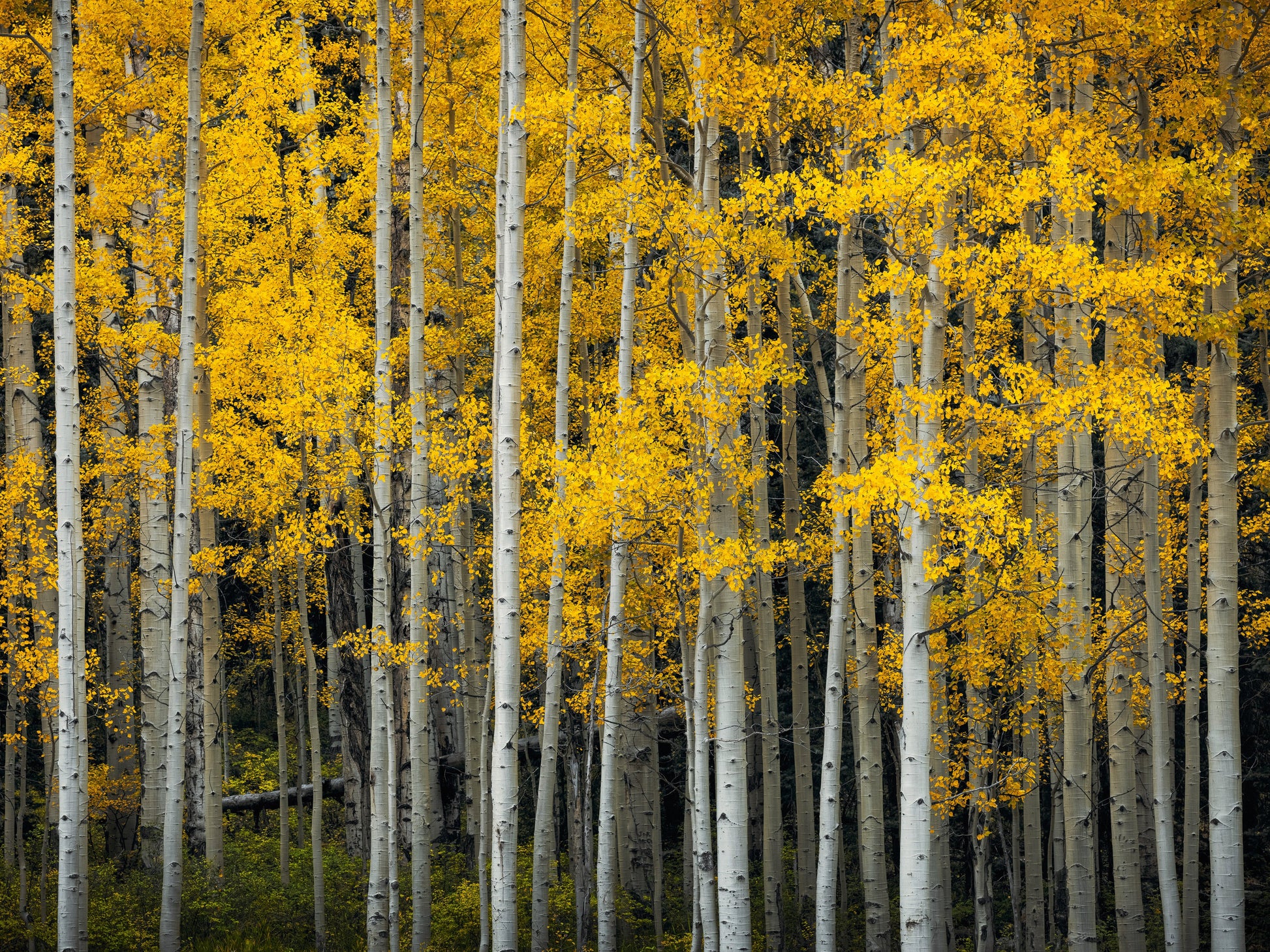 Purgatory Aspens