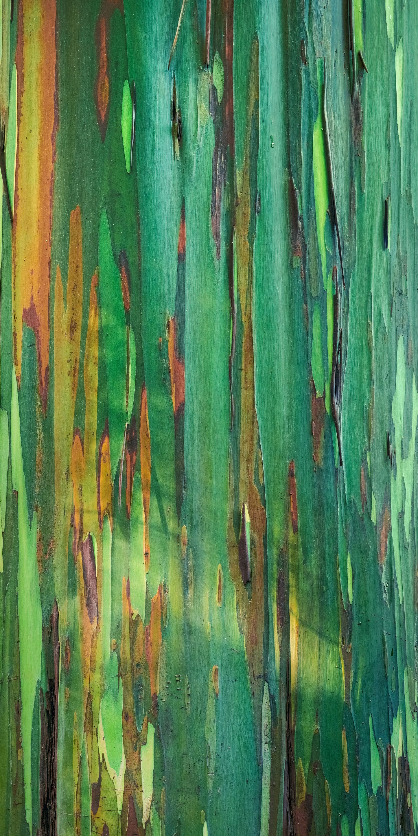Rainbow Eucalyptus Abstract