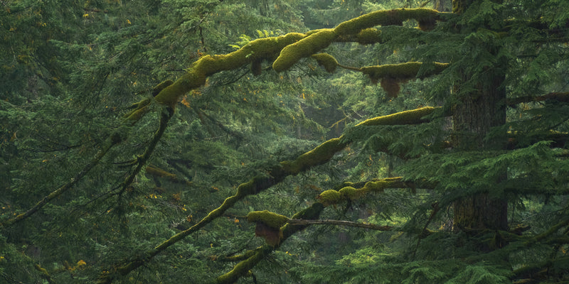 Silver Falls Forest