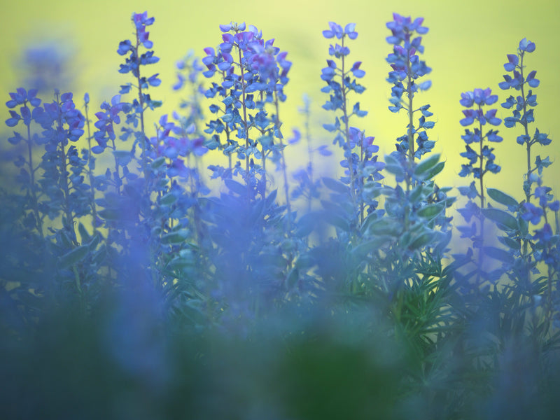 Silvery Lupine
