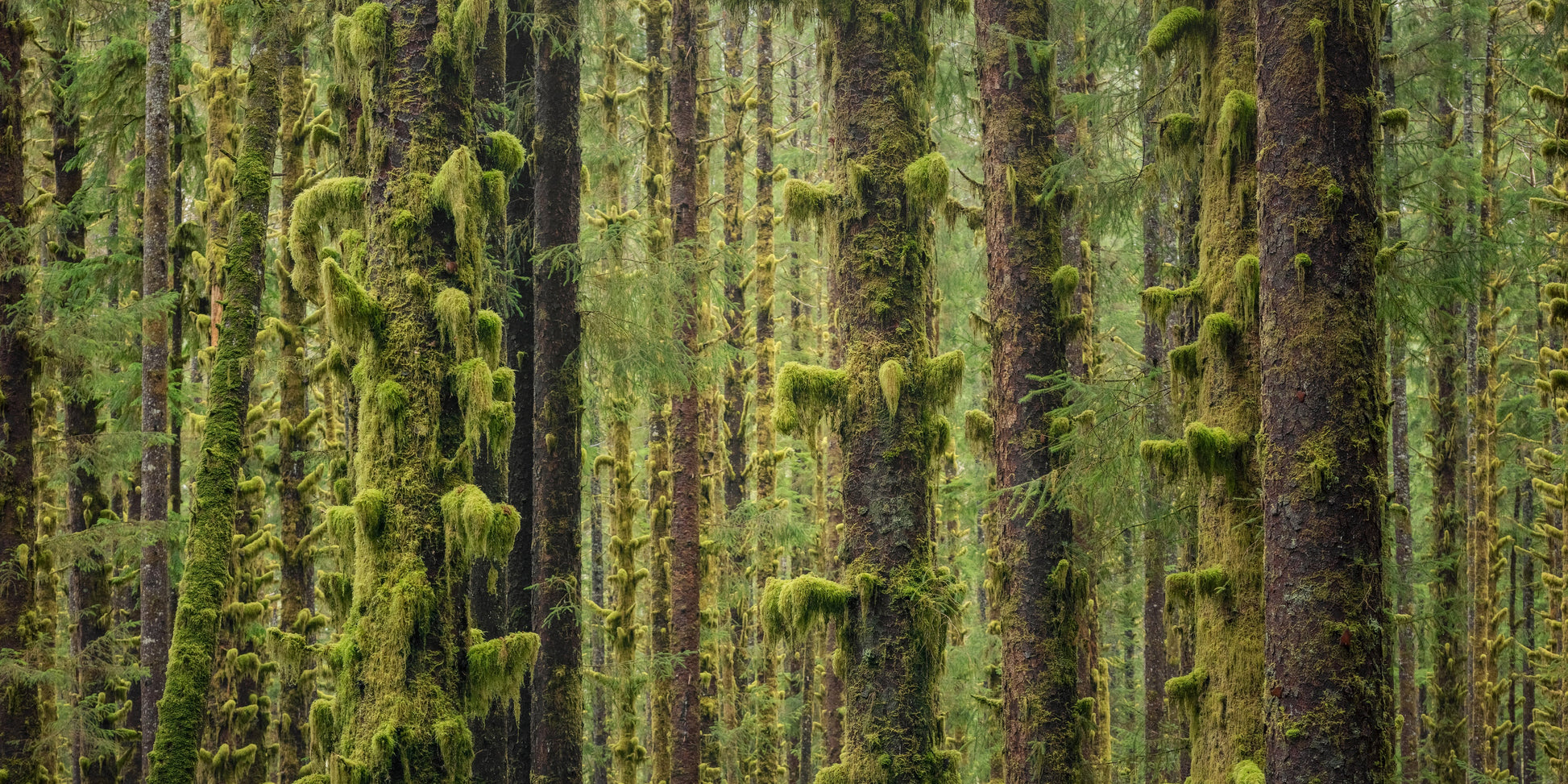 Sitka Spruce Forest