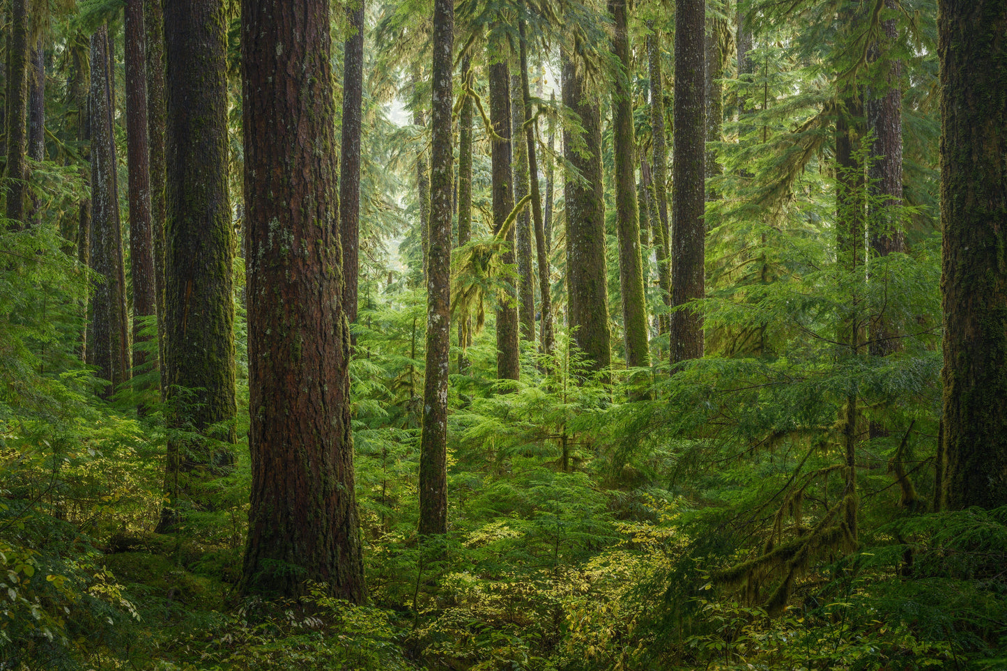 Sol-Duc Rainforest