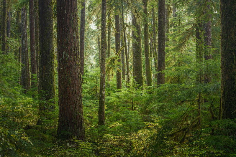 Sol-Duc Rainforest