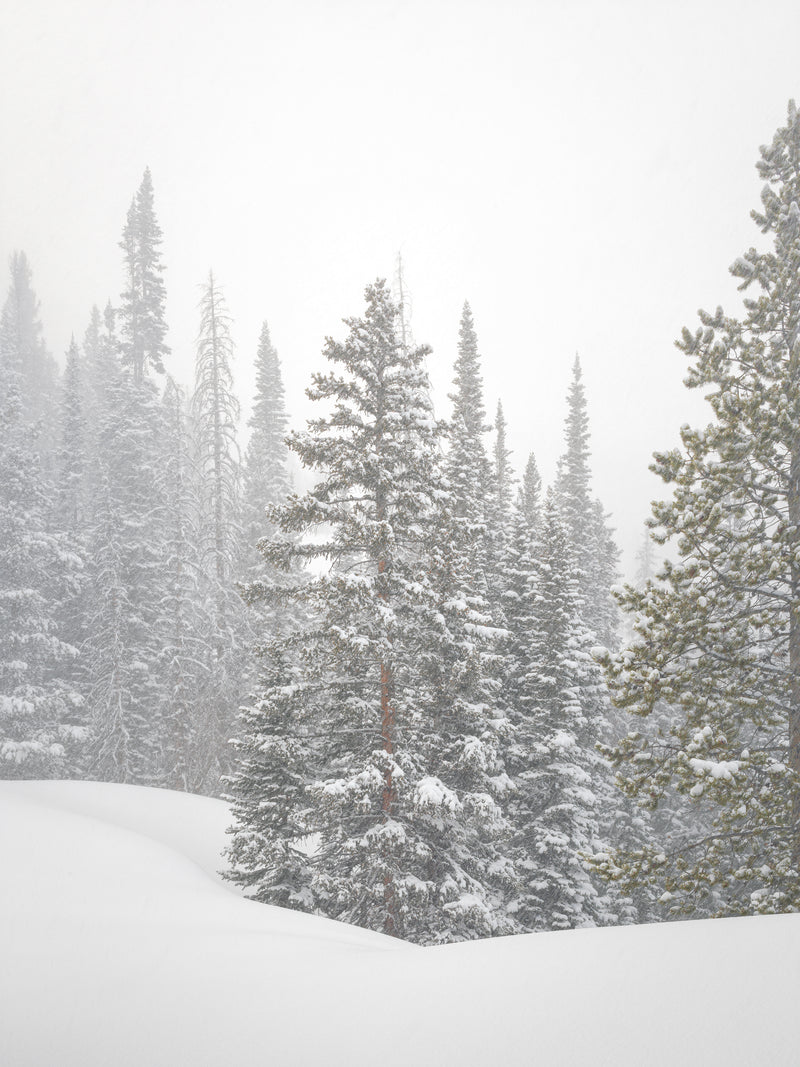 Subalpine Fir Trees in Light Snowfall