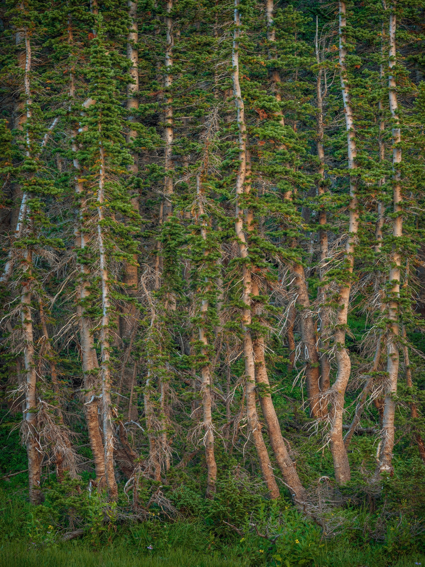 Subalpine Forest in Reflected Light