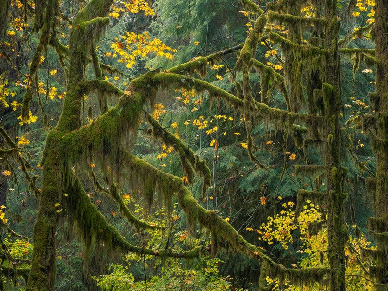 Trees Draped in Moss