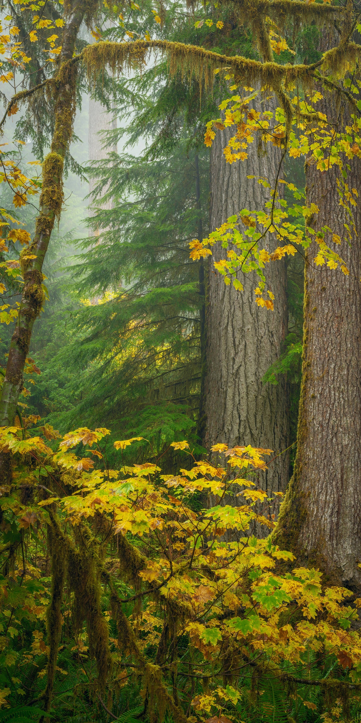 Trees Framed by Vine Maple