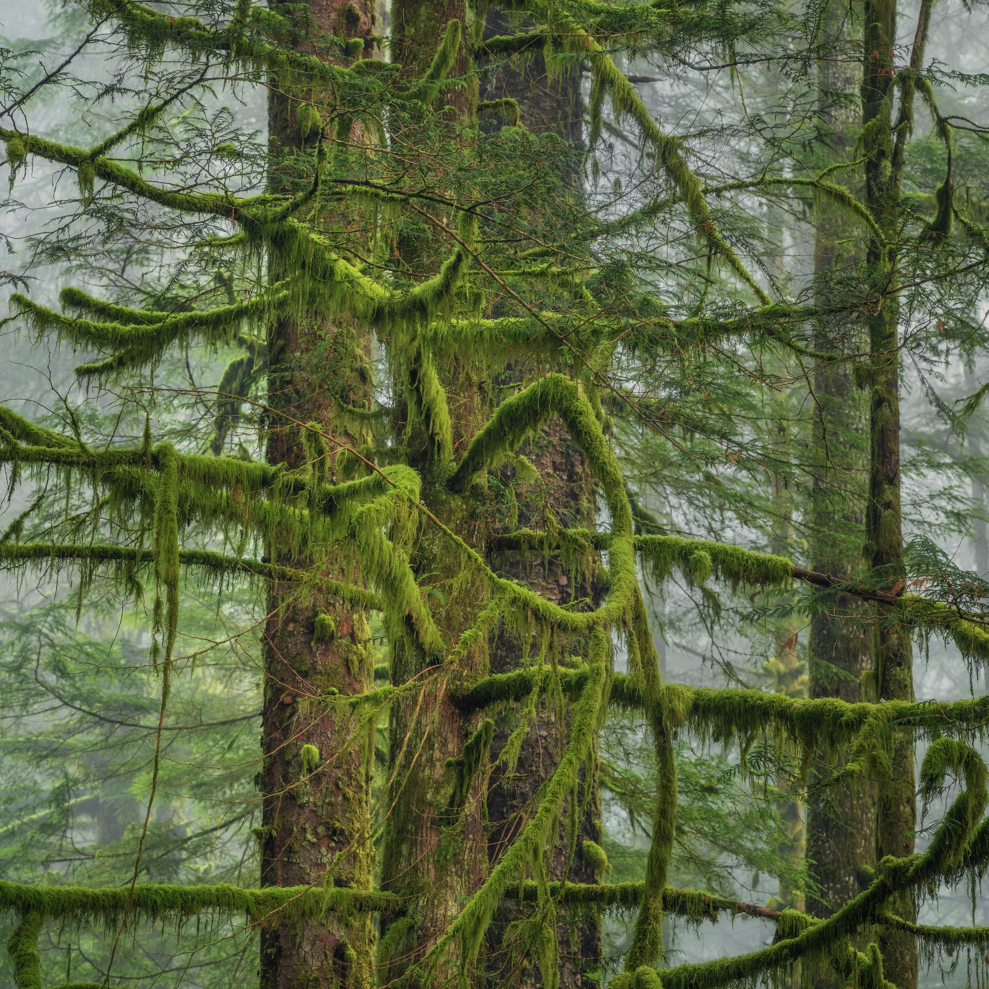 Twisting Bigleaf Maple Branches