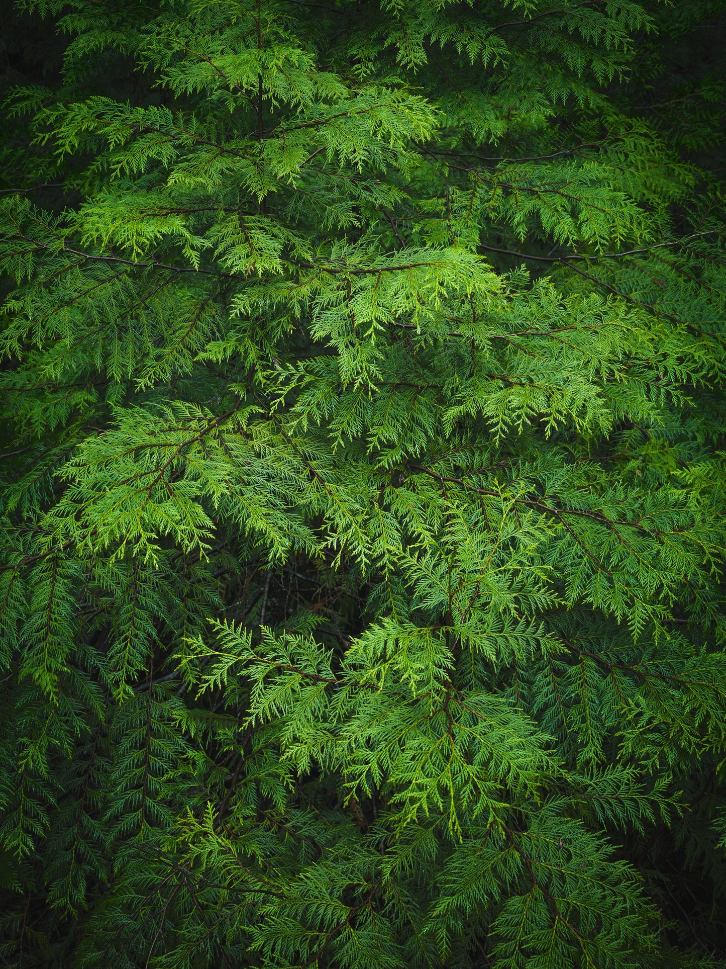 Western Red Cedar Sprays