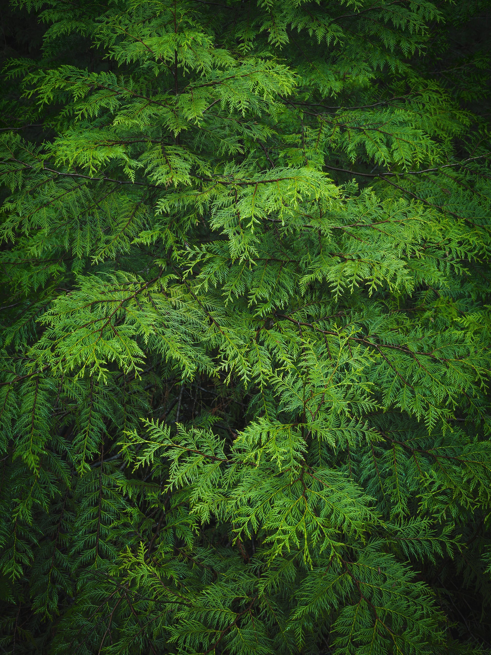Western Red Cedar Sprays